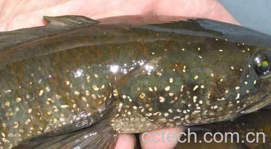 七星鱼和黑鱼的区别-1