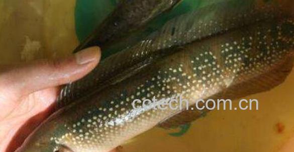 七星鱼和黑鱼的区别-0