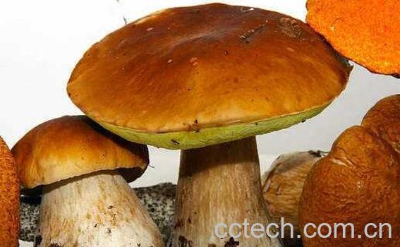 牛肝菌的功效与作用 牛肝菌怎么吃-1