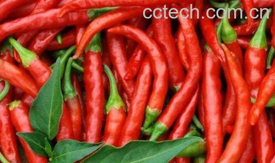长期不吃辣椒的好处-0
