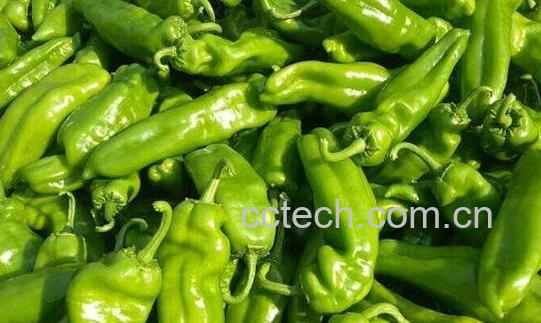 吃螺丝椒的好处和坏处-1