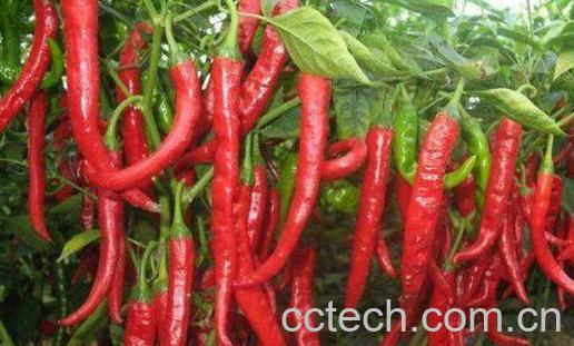 长期不吃辣椒的好处-1