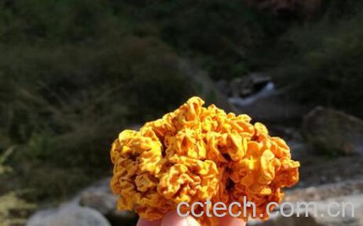 金木耳怎么种植 金木耳的种植技术-1