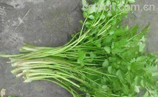 细叶旱芹的功效与作用-0