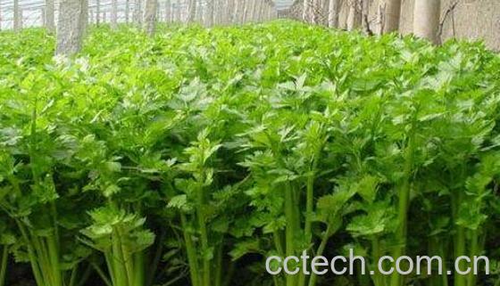 细叶旱芹的功效与作用-1