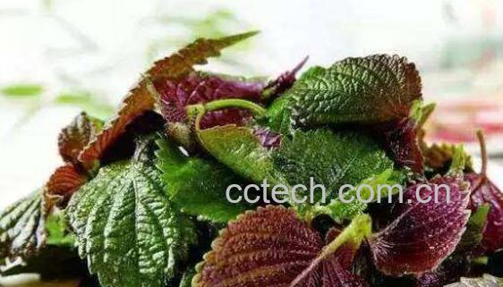 女人吃紫苏有什么好处-1