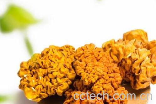 黄金木耳的功效与作用及食用禁忌-1