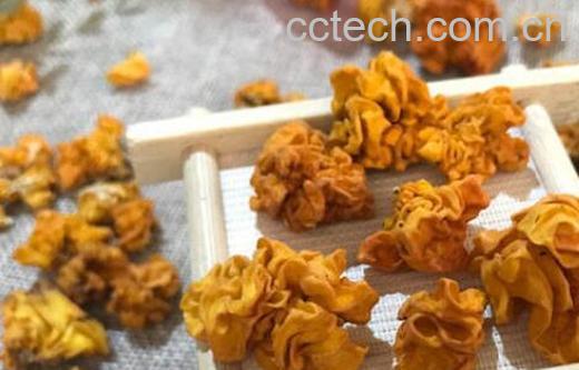 黄金木耳的功效与作用及食用禁忌-0