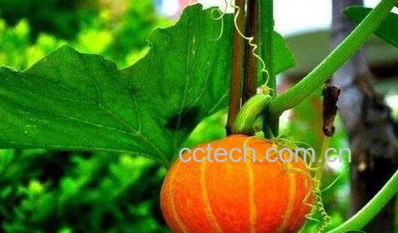 金丝瓜秧和南瓜秧的区别 吃金丝瓜秧的好处-0