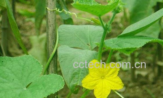 金丝瓜秧和南瓜秧的区别 吃金丝瓜秧的好处-1