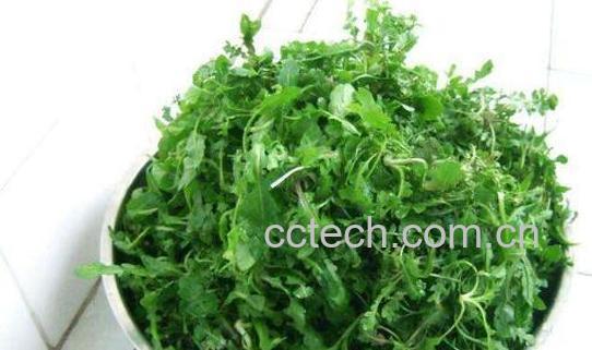 吃荠菜有什么好处和坏处-1