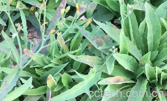 曲麻菜泡水喝的好处-0