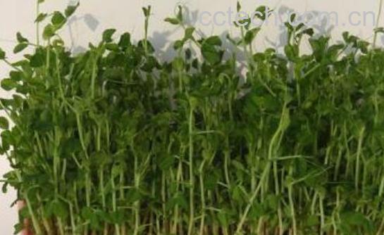 麦芽菜怎么炒 麦芽菜怎么做好吃大全-1