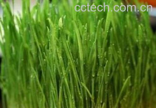 麦芽菜怎么炒 麦芽菜怎么做好吃大全-0