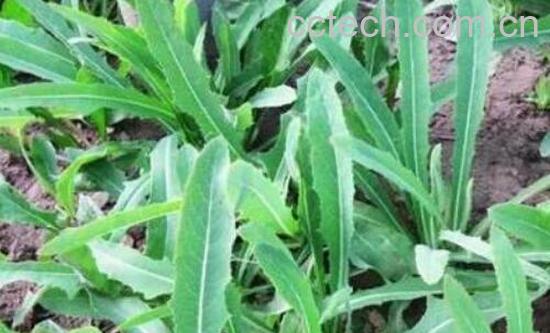 曲麻菜泡水喝的好处-1