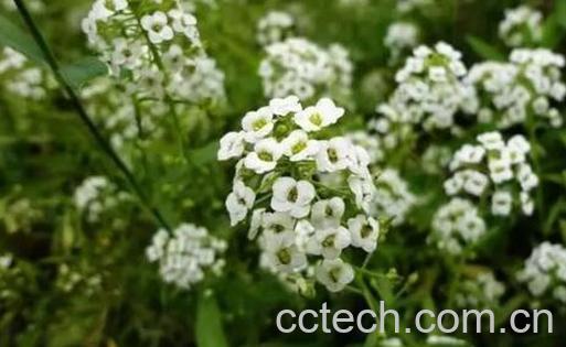 荠菜花的功效与作用及禁忌-0