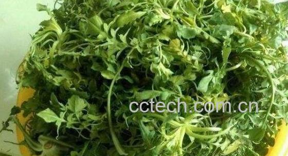 什么人不能吃荠菜 吃荠菜的禁忌-1