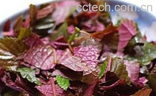 紫苏熬水洗脸的好处 紫苏对三高人群有危害-0