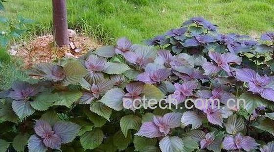 紫苏熬水洗脸的好处 紫苏对三高人群有危害-1