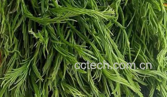 臭菜怎么吃 吃臭菜有什么好处和坏处-0