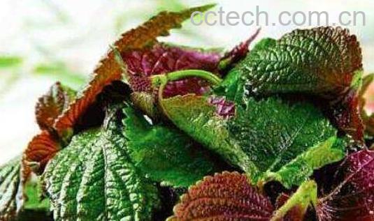 新鲜的紫苏叶怎么吃最好-0