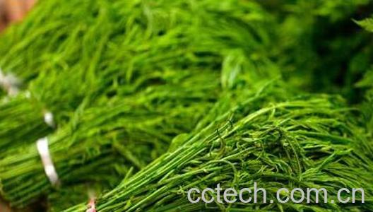 臭菜怎么吃 吃臭菜有什么好处和坏处-1