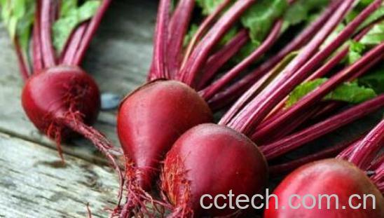 甜菜根的副作用和危害-1