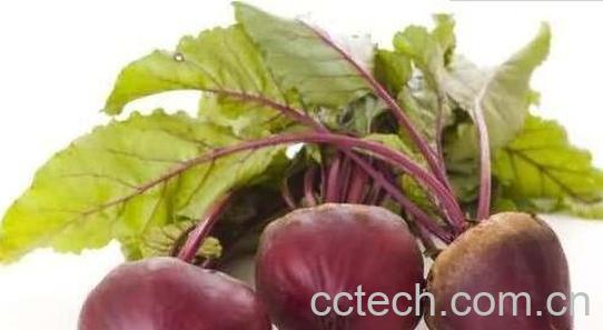 甜菜根的副作用和危害-0