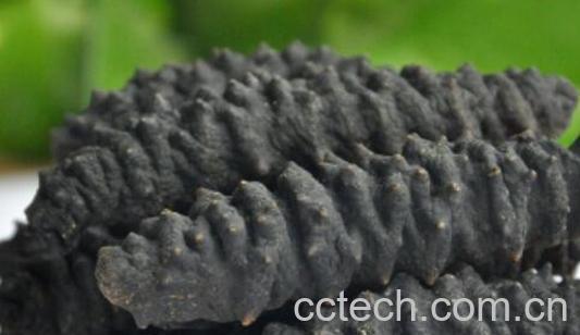 黑海参的营养价值与功效-0