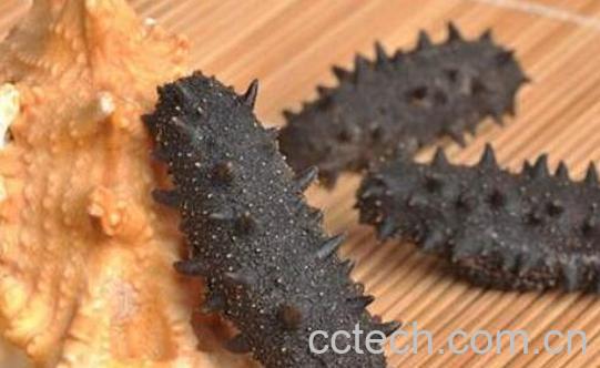 黑海参的营养价值与功效-1