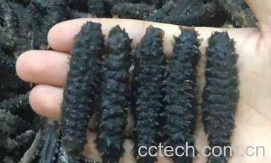 黑海参的处理方法与食用方法-0