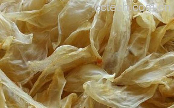 蜘蛛公鱼胶的功效与作用-1