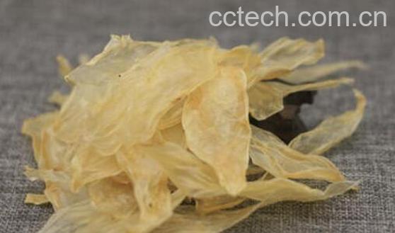 蜘蛛公鱼胶的功效与作用-0