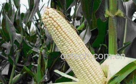 吃糯玉米的好处与坏处-0