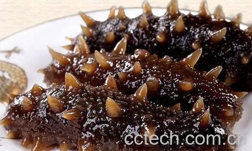 九类人群不适合吃海参-0