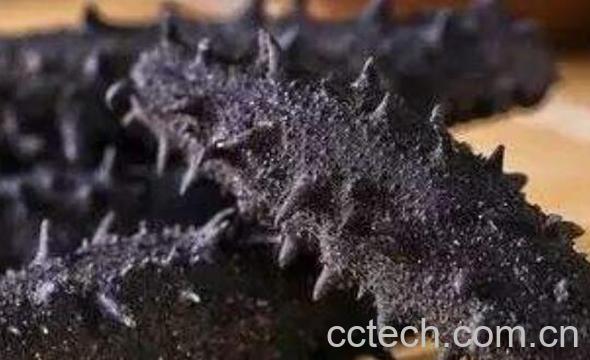 九类人群不适合吃海参-1