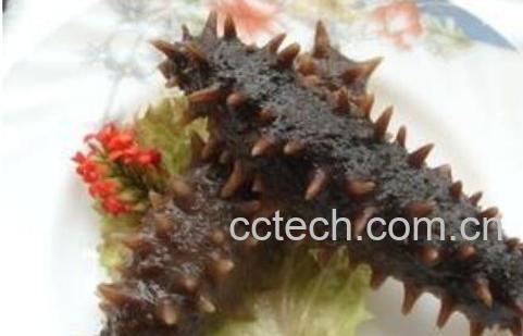 辽参的功效和作用及禁忌-0