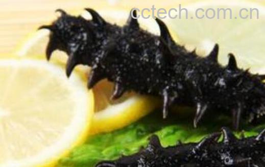 辽参的功效和作用及禁忌-1