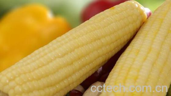 粘玉米的好处与营养价值 粘玉米的危害-0