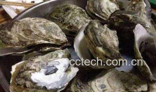 外观怎么区分生蚝和牡蛎 生蚝的功效与作用-1