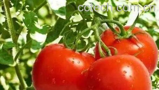 番茄酒的功效与作用-0