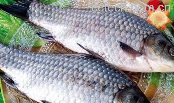 吃鲫鱼的4个禁忌-1