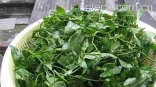 葛菜汤的功效与作用-1