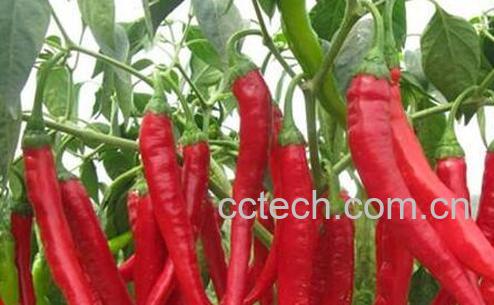 辣椒素外用的功效与作用-1