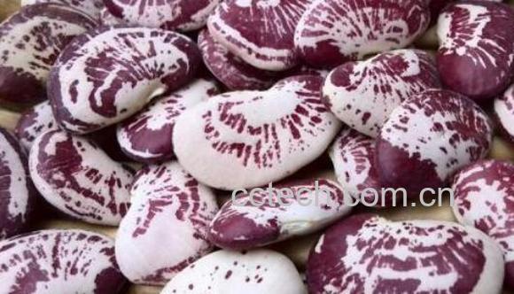 荷包豆不能与什么同吃 荷包豆的禁忌-0