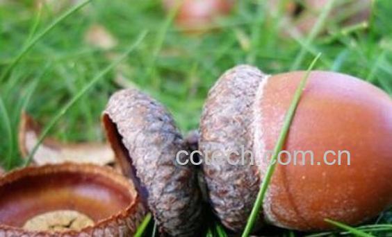 橡果能吃吗 橡子的食用方法-0