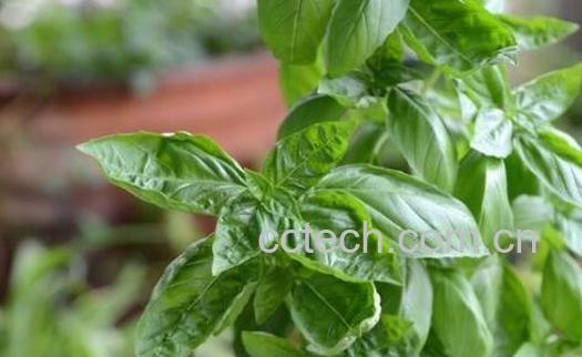 九层塔的功效与作用及禁忌-0