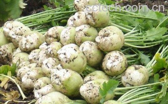 大头菜的功效和作用是什么-0