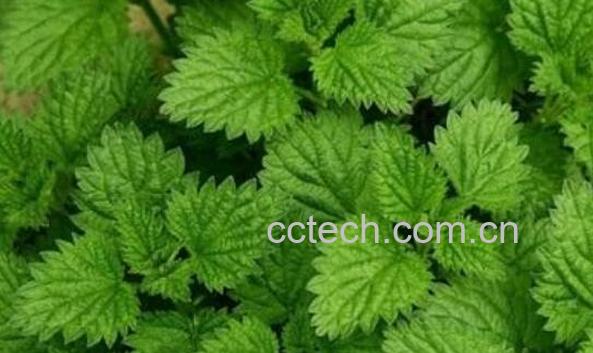 荷香叶泡水的功效与作用-0