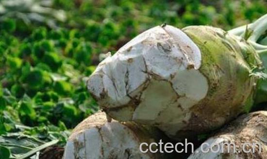 大头菜的功效和作用是什么-1